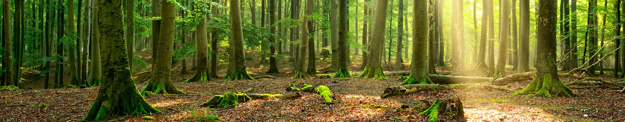 Buche Holz Heizwert