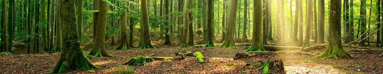 Brennholz hacken Vergleich Holzsorten Buche Holz Heizwert